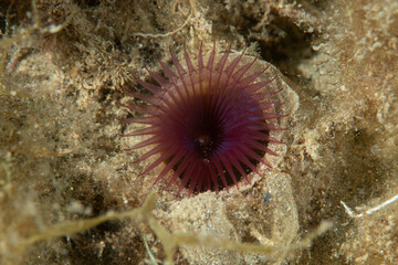 Myxicola infundibulum, organismo vermiforme sepolto nella sabbia, all'esterno solo i tentacoli...
