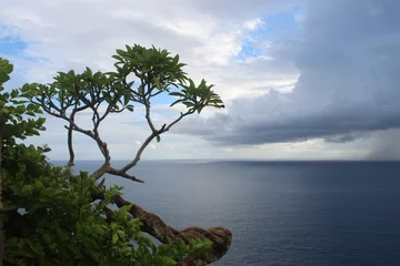 Rolgordijnen Single tree on the beach. Bali Frangipani tree branches on the beach with bright blue sky clouds view over ocean horizon background. © Maria Marganingsih