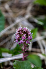 Petasites hybridus flower growing in meadow, macro