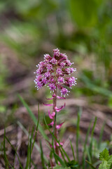 Petasites hybridus flower in meadow, close up	