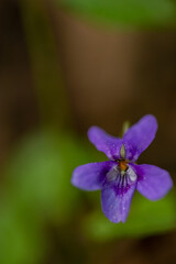 Viola reichenbachiana flower in forest, close up shoot	