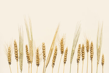 Flat lay with dry ears of wheat, rye, barley on beige background with empty space. Top view ears of...
