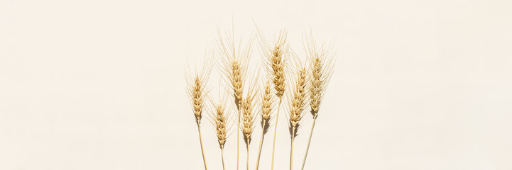 Close up ripe yellow ears of wheat with awns on beige background. Top view ears of cereal crops, wheat grain crop, harvest concept, minimal design, cereals plant at sunlight, wide banner