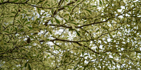 green leaves background