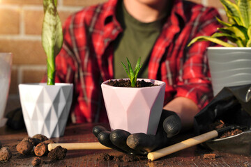 Transplanting succulent flowers into a new pot. Soil and drainage, planting tool.
