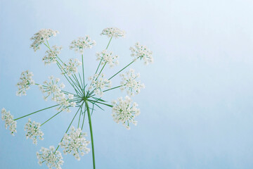 水色の背景に白い花レースフラワー（white dill) のアップ