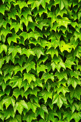 Fototapeta na wymiar 壁に群生する蔦の葉