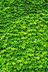 壁に群生する蔦の葉