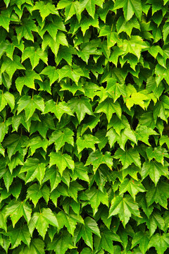 蔦の葉 Images Browse 165 Stock Photos Vectors And Video Adobe Stock