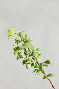 絵画 Reeves spirea Reeves Spirea