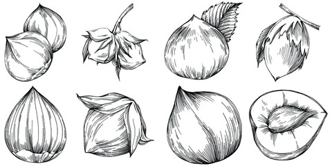 Hazelnut, filbert, cobnut hand-drawn Vector Illustration isolated on white background. Retro style farm product for restaurant menu, market label, logo, emblem and kitchen design. Decoration for food.