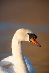 Mute swan in the early light of morning, London	