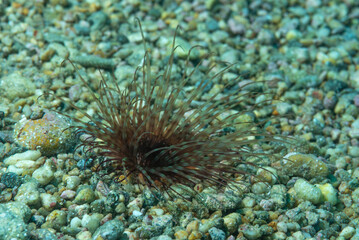 Cerianto solitario, Pachycerianthus solitarius, su fondo detritico