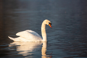 Mute swan in the early light of morning, London	