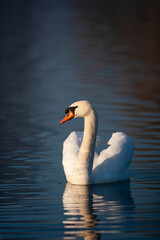 Mute swan in the early light of morning, London	