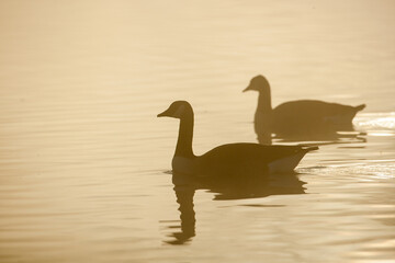 Silhouette of a pair of Canada Geese in the morning on a London Pond