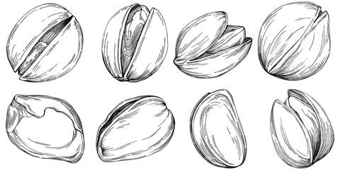 Hazelnut, filbert, cobnut hand-drawn Vector Illustration isolated on white background. Retro style farm product for restaurant menu, market label, logo, emblem and kitchen design. Decoration for food.