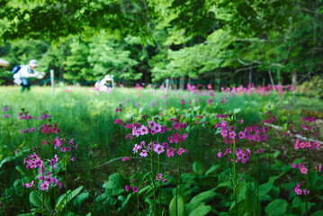 兵庫県　ちくさ湿原のクリンソウ