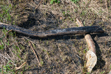 A burnt log of a tree lies on the forest floor after a forest fire
