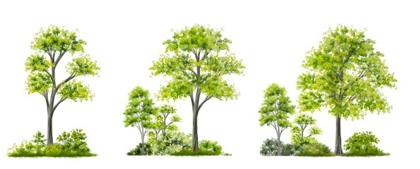 Vector watercolor of forest or tree side view isolated on white background for landscape and...