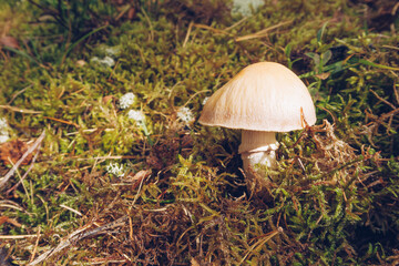 Closeup of a small delicate and beautiful mushroom among moss and lichen in the forest. Outdoors wildlife. Selective focus, blurred background stock photo