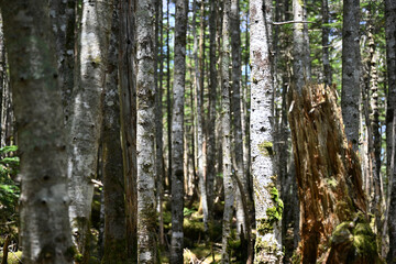 Fototapeta premium 新緑の原生林 シラビソ