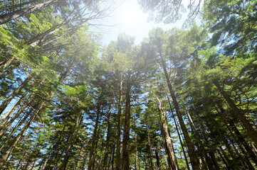 In the fresh green forest