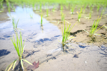 Rice in the rice paddies