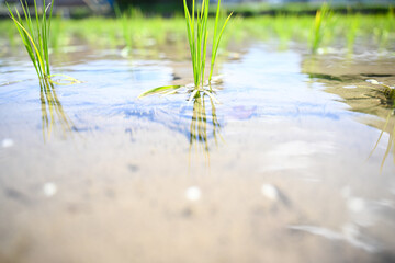 Rice in the rice paddies