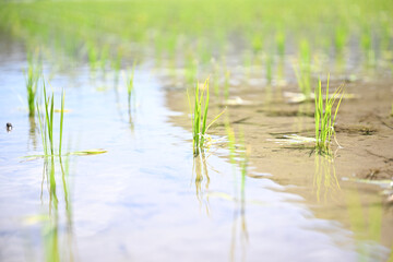 Rice in the rice paddies