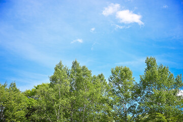 Fototapeta na wymiar Green and sky perfect for spring and summer images
