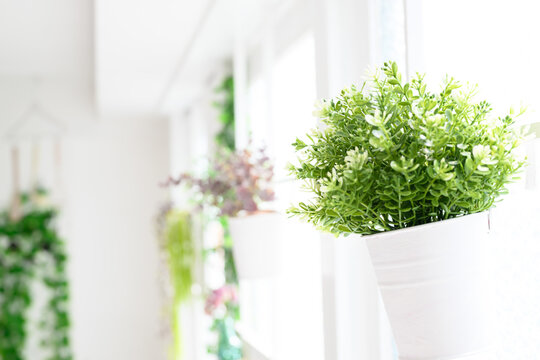 Image of green in a white room