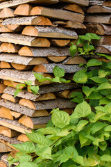 A woodpile made of firewood, entwined with branches of a green shrub.Summer background.Copy space, selective focus.