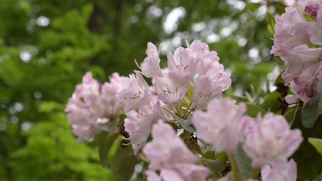 シャクナゲは19世紀に原種が中国から西欧にもたらされ、あまりに美しく豪華だったので驚嘆されました。