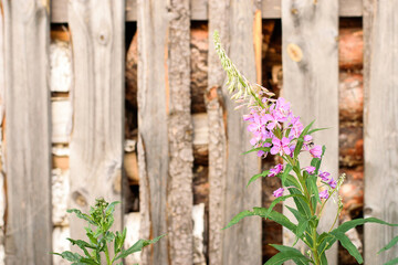 Fototapeta premium Blooming fireweed on the background of a stacked woodpile.Summer background.Copy space, selective focus.