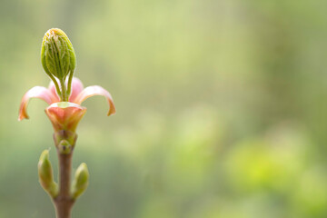 Closeup of nature in springtime in Scandinavia. Ready for presentation material. 