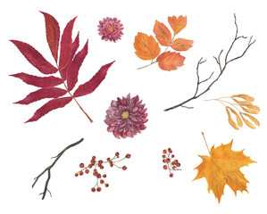 Fall element watercolor collection: flowers, leaves, berry and tree branch - 507966129