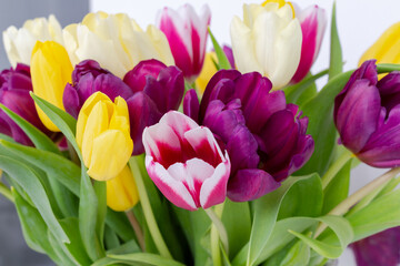 Bright colorful natural background with fresh tulips, spring flowers, yellow, pink colors shooted above white background