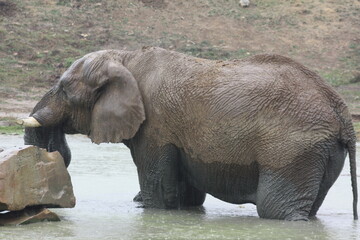 Naklejka premium Éléphant