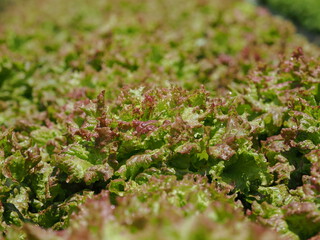 菜園のサニーレタス