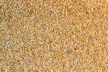 Natural wheat grains background,harvest concept.