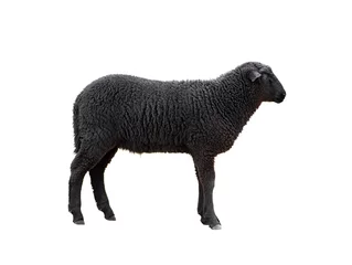 Fotobehang black sheep isolated on white background © fotomaster