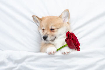 Sleepy Pembroke Welsh corgi holds a red rose on white bed. Top down view. Valentines day concept
