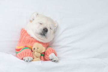 Cute Golden retriever puppy wearing warm sweater sleeps under white blanket on a bed at home and hugs favorite toy bear. Top down view. Empty space for text