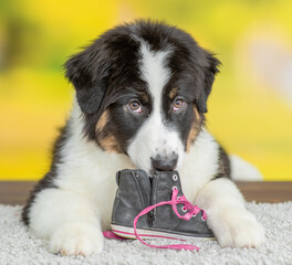 Australian shepherd puppy chewing shoes