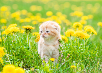 Tiny kitten sniffs dandelions at summer park