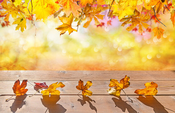 orange fall leaves on wooden floor, autumn natural background with maple trees