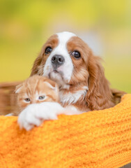 Сavalier King Charles Spaniel puppy hugs baby kitten inside basket at summer park
