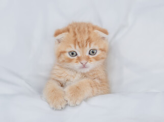 Cozy ginger fold kitten looks from under white warm blanket. Top down view