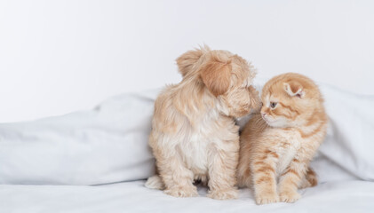 Cute Goldust Yorkshire terrier puppy and ginger kitten look at each other under warm blanket on a bed at home. Empty space for text